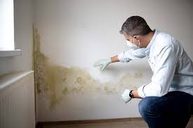 Best Black Mold Removal  in Forest, MS